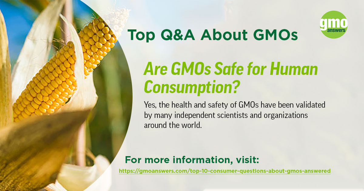 research questions about gmos